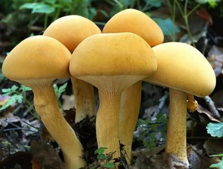   ,   Phaeolepiota aurea